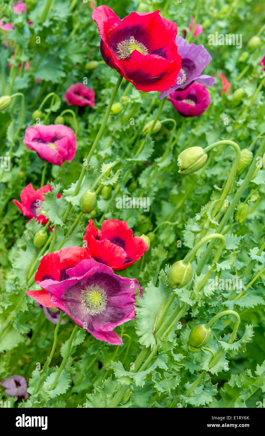 Rot und lila Mohn in voller Blüte. Stockfoto