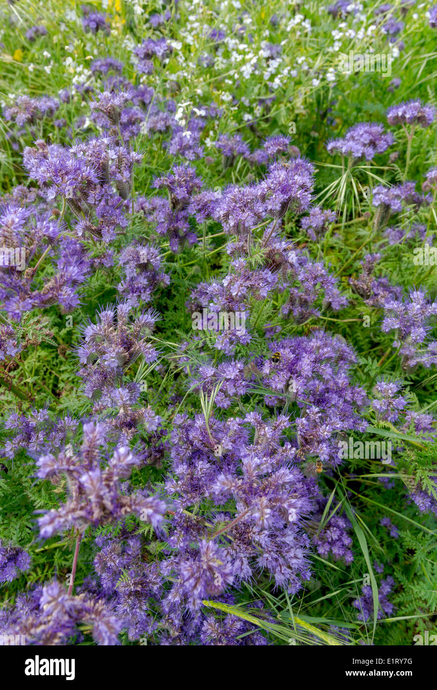 Die blaue behaarte Blüte der Viper's Bugloss Pflanze. Stockfoto