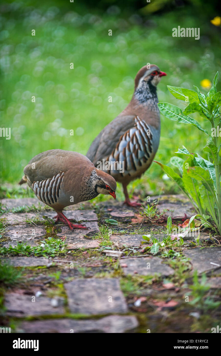 Männliche und weibliche rote legged Rebhuhn. Stockfoto