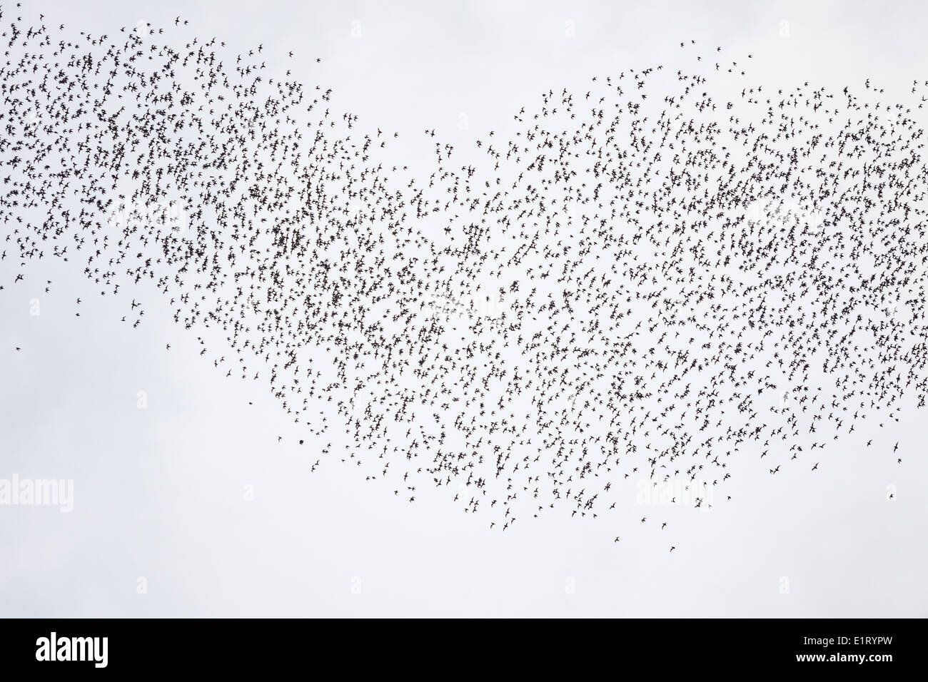 Fledermäuse fliegen in Gunung Mulu National park Stockfoto