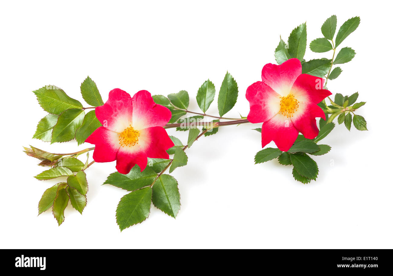 Rose mit Zweig isoliert auf weißem Hintergrund Stockfoto