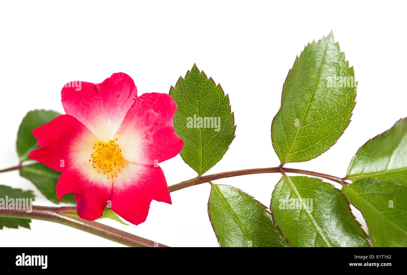 Rose mit Zweig isoliert auf weißem Hintergrund Stockfoto