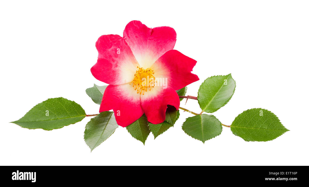 Rose mit Zweig isoliert auf weißem Hintergrund Stockfoto