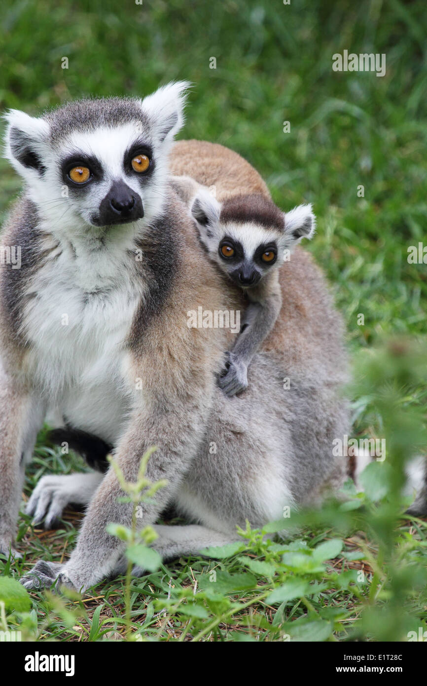Eine Mutter Katta (Lemur Catta) die ein Baby auf dem Rücken zu tragen Stockfoto