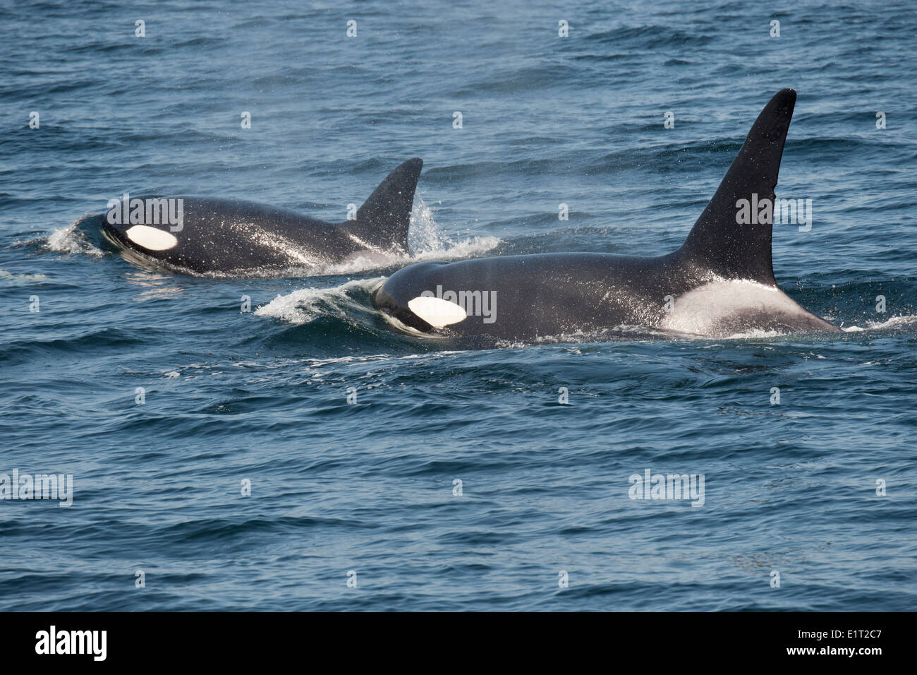 Männliche & weibliche Transient/Biggs Schwertwal/Orca (Orcinus Orca). Belag, Monterey, Kalifornien, Pacific Ocean. Stockfoto