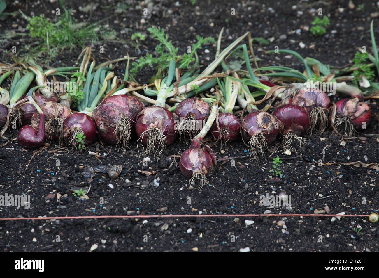 Alliumroter baron Fotos und Bildmaterial in hoher Auflösung Alamy