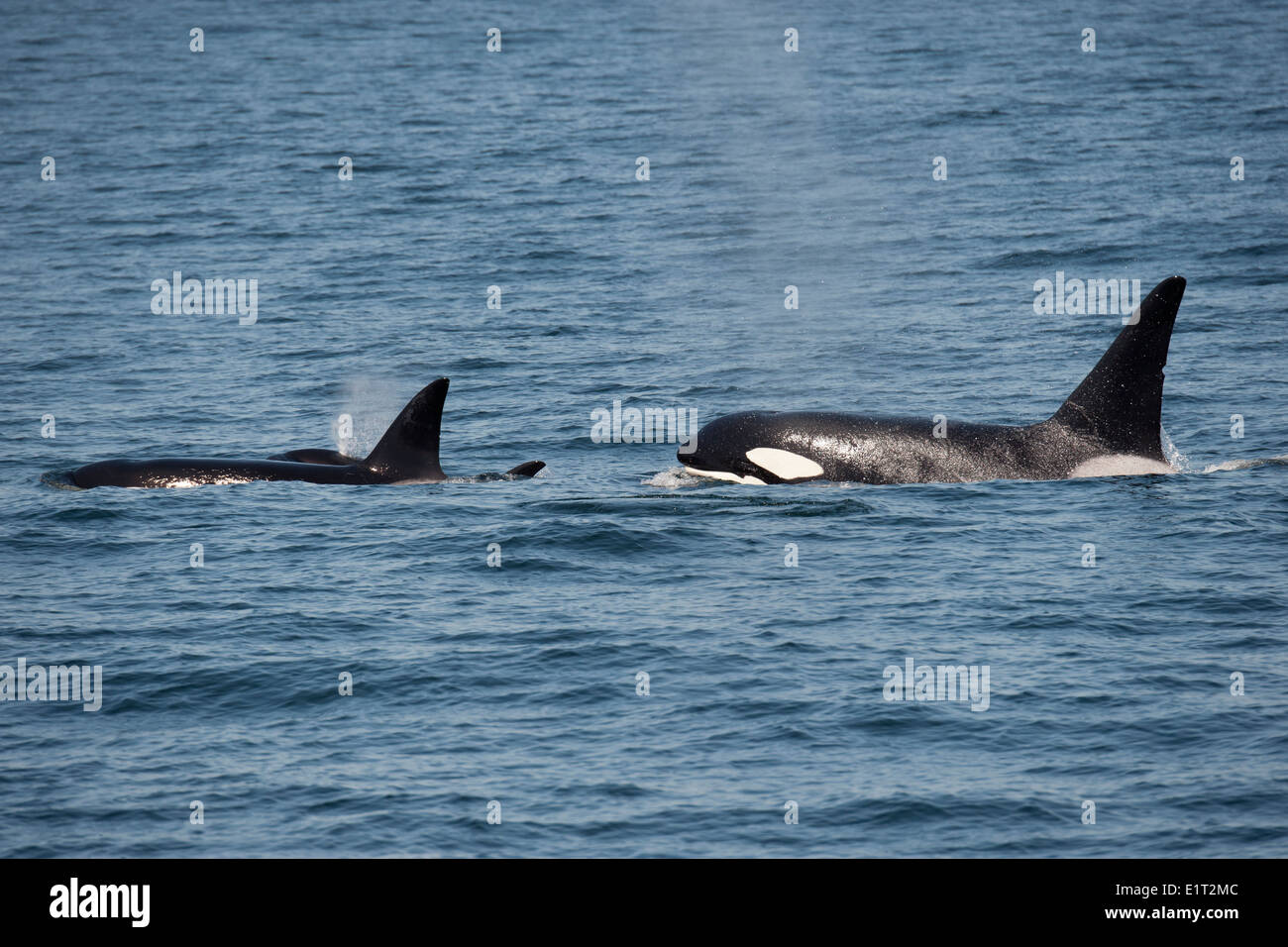 Männliche & weibliche Transient/Biggs Schwertwal/Orca (Orcinus Orca). Belag, Monterey, Kalifornien, Pacific Ocean. Stockfoto