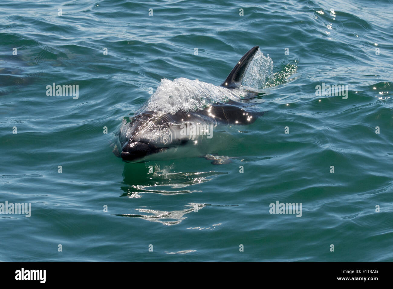 Afrikanische Dusky Dolphin (Lagenorhynchus Obscurus Obscurus), Belag in der Nähe von Walvis Bay, Namibia. Stockfoto