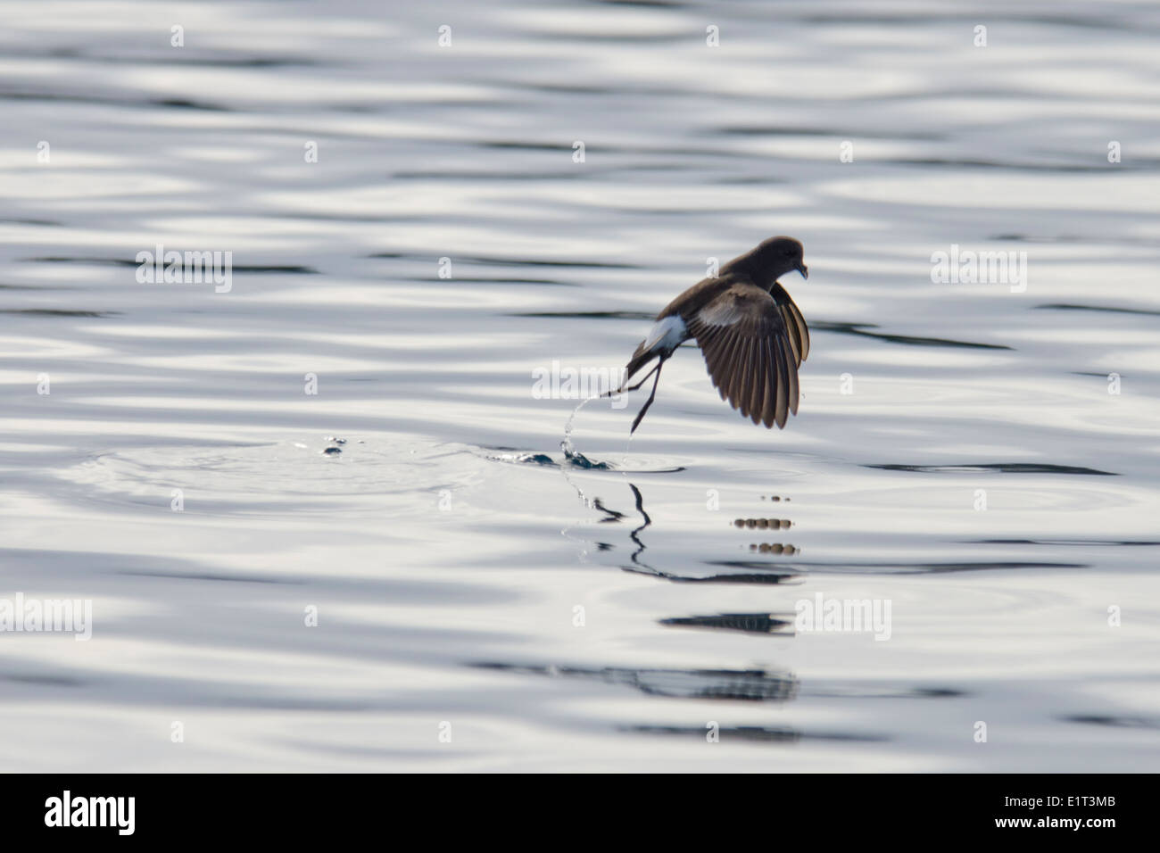 Wilsons Sturmschwalbe (Oceanites Oceanicus), skimming Oberfläche, antarktische Halbinsel. Stockfoto