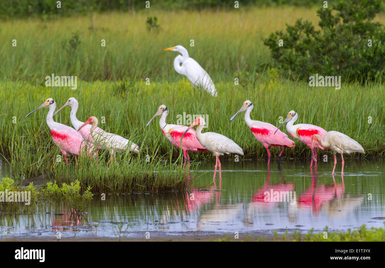 Die amerikanische weiße Ibis (Eudocimus Albus), rosige Löffler (Platalea Ajaja) und Silberreiher (Ardea Alba) auf Nahrungssuche in einem Sumpf. Stockfoto