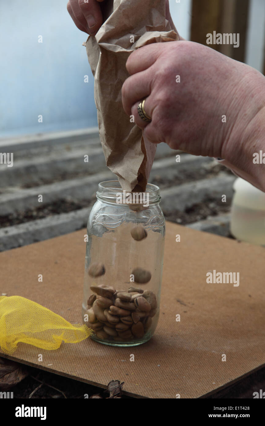 Vor Keimen großen Samen Schritt 1pour jar die Samen in einem sauberen Marmelade Stockfoto
