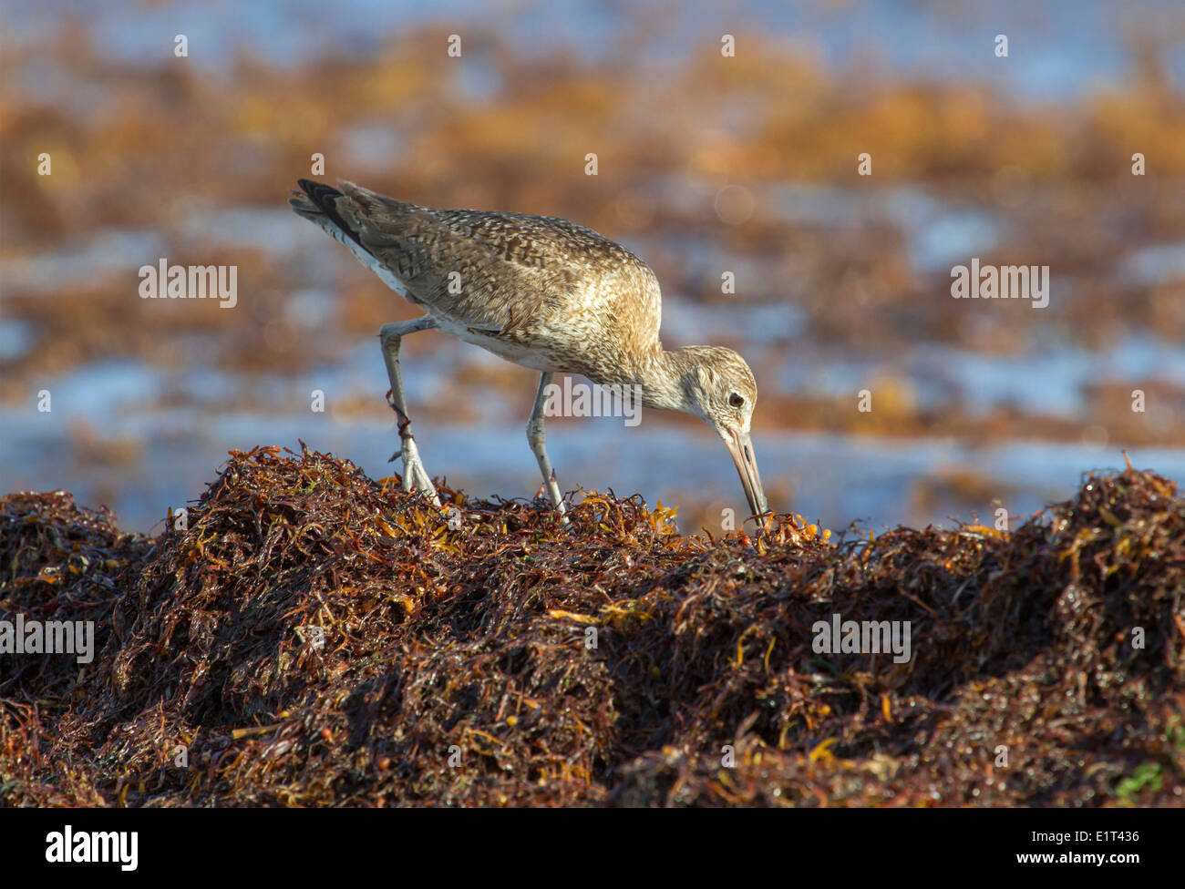 Willet (Tringa semipalmata), der Insekten in der Seetang von Sargassum entlang der Meeresküste in Galveston, Texas, USA fängt. Stockfoto