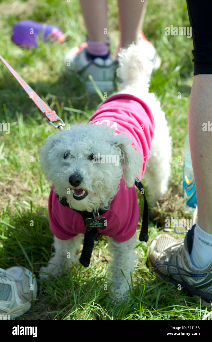 Rennen für Leben, Cancer Research UK Charity-Event, Hund in eine rosa Jacke. Stockfoto