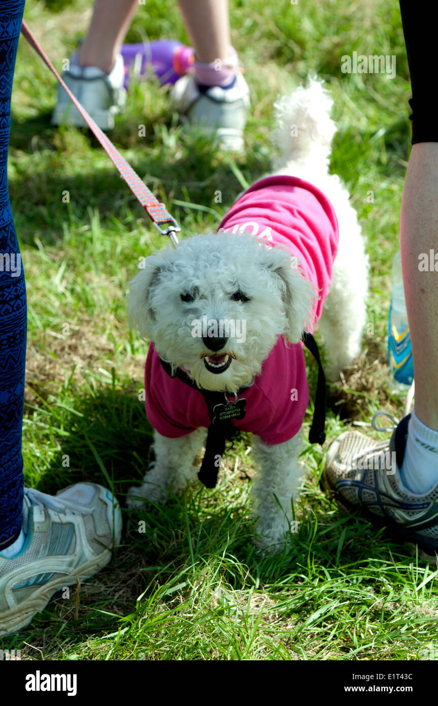 Rennen für Leben, Cancer Research UK Charity-Event, Hund in eine rosa Jacke. Stockfoto