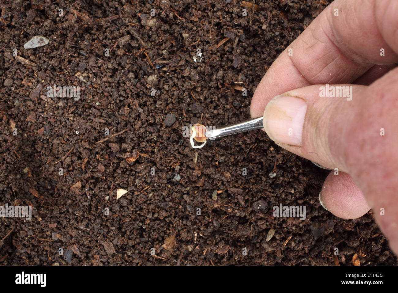 Mit einer Pinzette, pregerminated Pastinake Samen am Boden zu platzieren Stockfoto