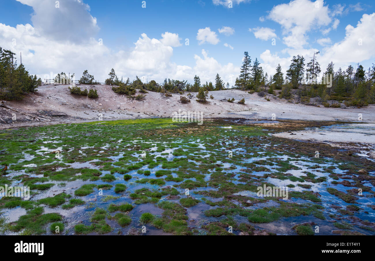 Ein Patch Feuchtgebiet mit grünen Rasen am Norris Geyser Basin. Yellowstone-Nationalpark, Wyoming, USA. Stockfoto