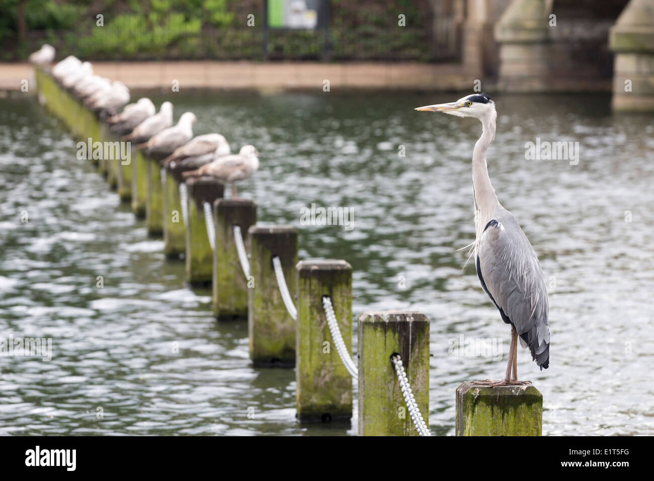 Reiher und Möwen - Hyde Park - London Stockfoto