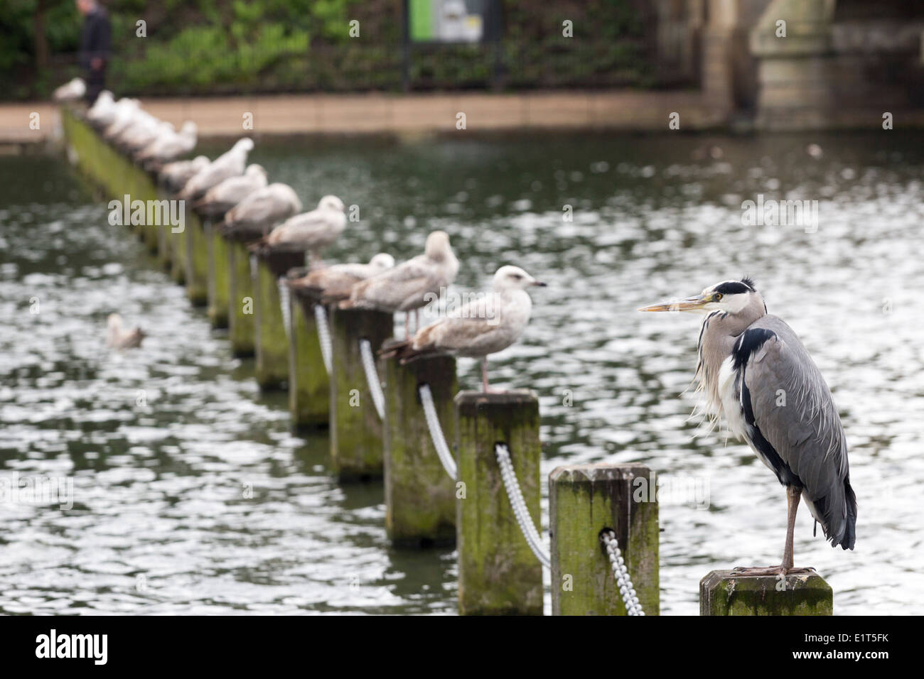 Reiher und Möwen - Hyde Park - London Stockfoto