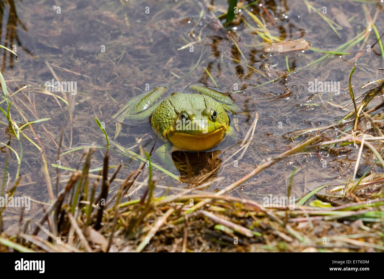 Green Frog, Lithobates Clamitans Ontario, Kanada Stockfoto