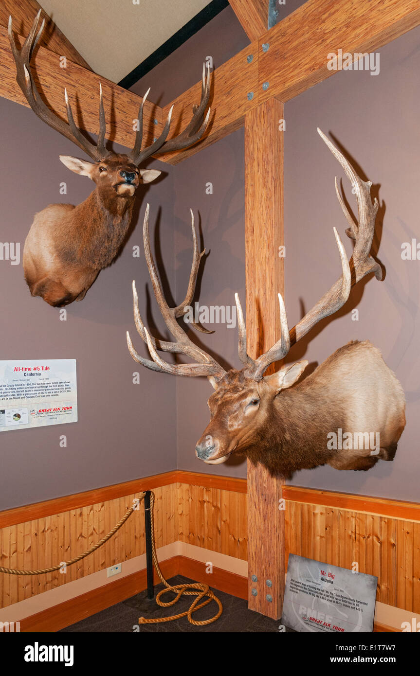 Missoula, Montana Rocky Mountain Elk Foundation, Elk Land Visitor Center, Trophäe Elch Display Stockfoto