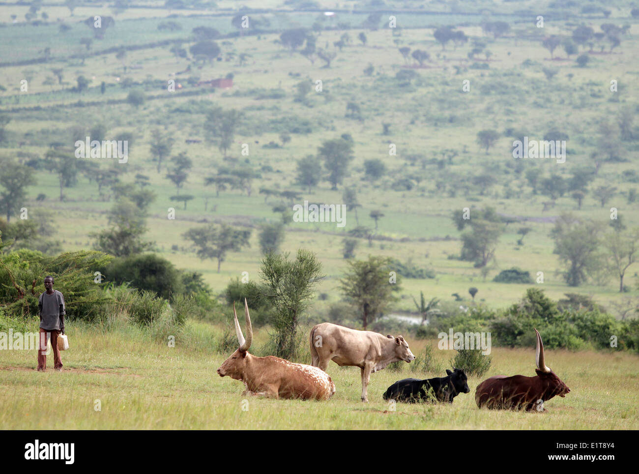 Ein Mensch und Vieh in Nyagatare Bezirk von Ruanda Stockfoto