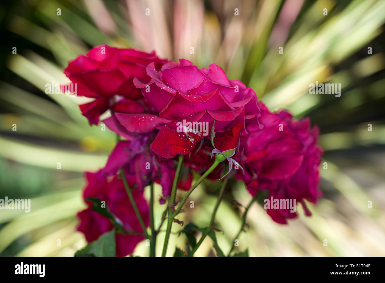 Rote Rosen im Garten, Marin County, Kalifornien, USA. Stockfoto