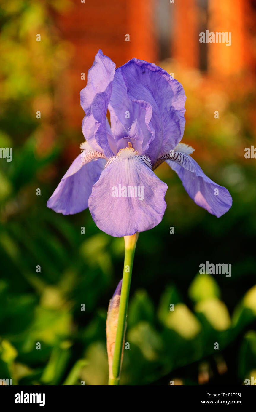 Iris Blume im Garten Stockfoto