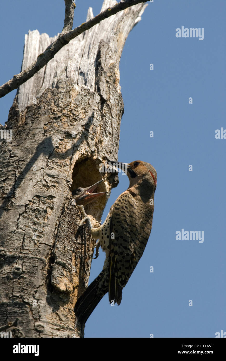Ein männlicher nördlichen Flimmern am Nest. Stockfoto