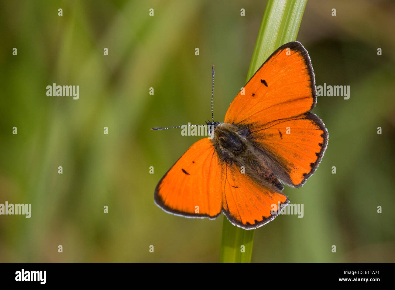 Männliche große Kupfer Schmetterling Stockfoto