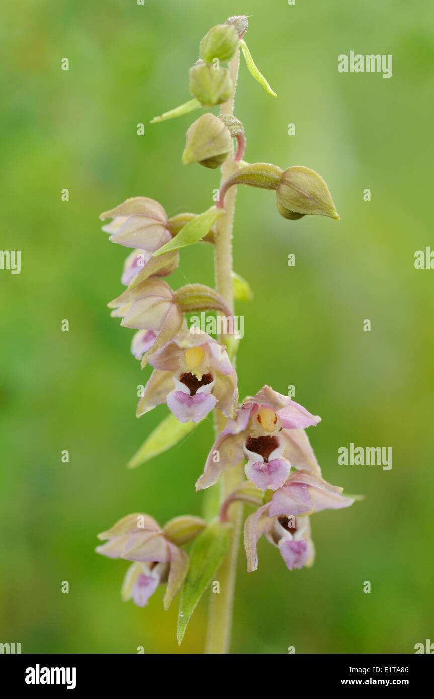 Nahaufnahme der Blüte Blumen von der breiten Leaved Helleborine Stockfoto