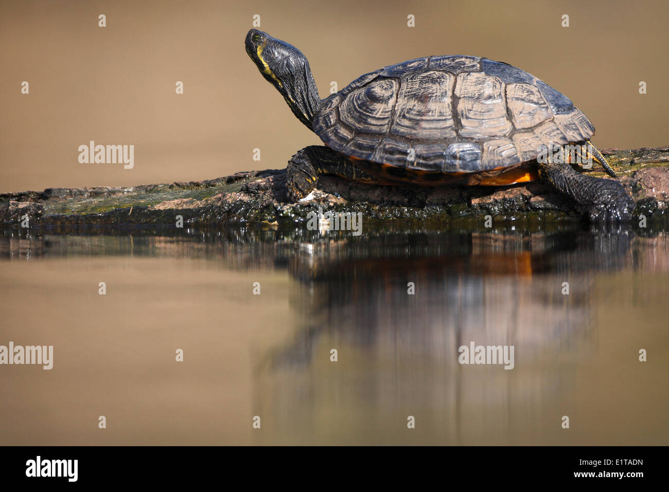 Rot-eared Slider (ist Scripta Elegans) großaufnahme, Belgien Stockfoto