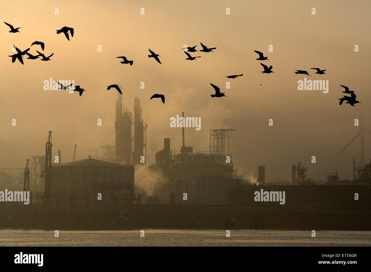 Oyster Catcher im Hafen von Rotterdam Stockfoto