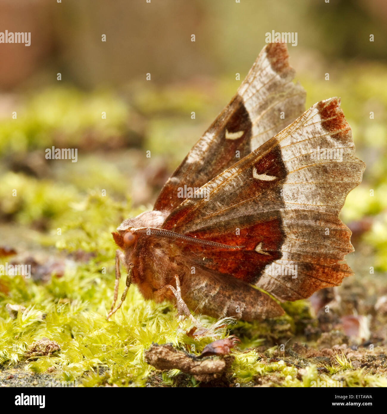 Lila Dorn (Selenia Tetralunaria) in seine typische Ruheposition mit erhobenen Flügeln. Stockfoto