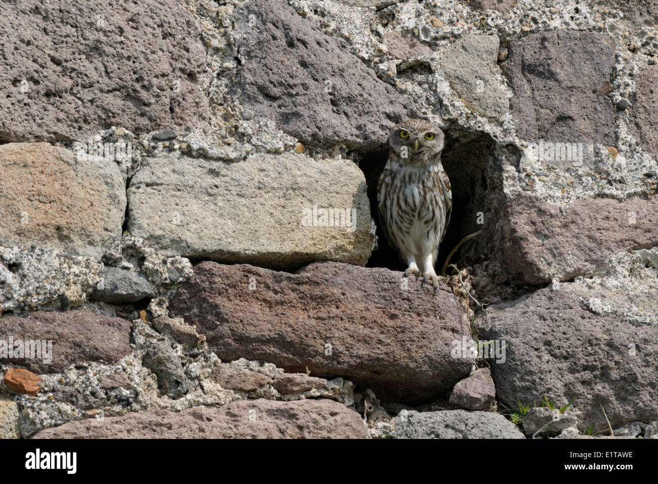 Steinkauz-Männchen in der Nähe von Nest Platz in Burgmauer Stockfoto