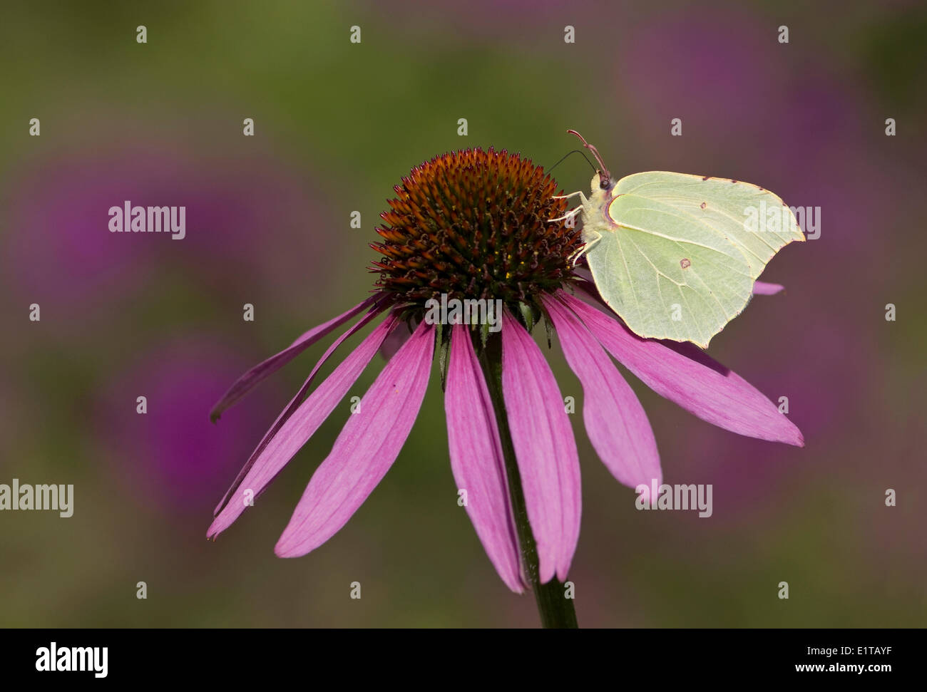 Schwefel auf einer Blume Stockfoto