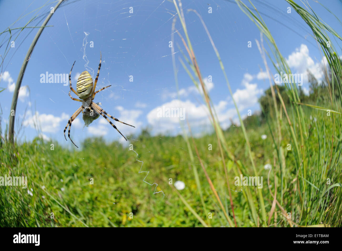 Breite Angele Erfassung einer Wespe Spinne wartet auf ihr Netz Stockfoto
