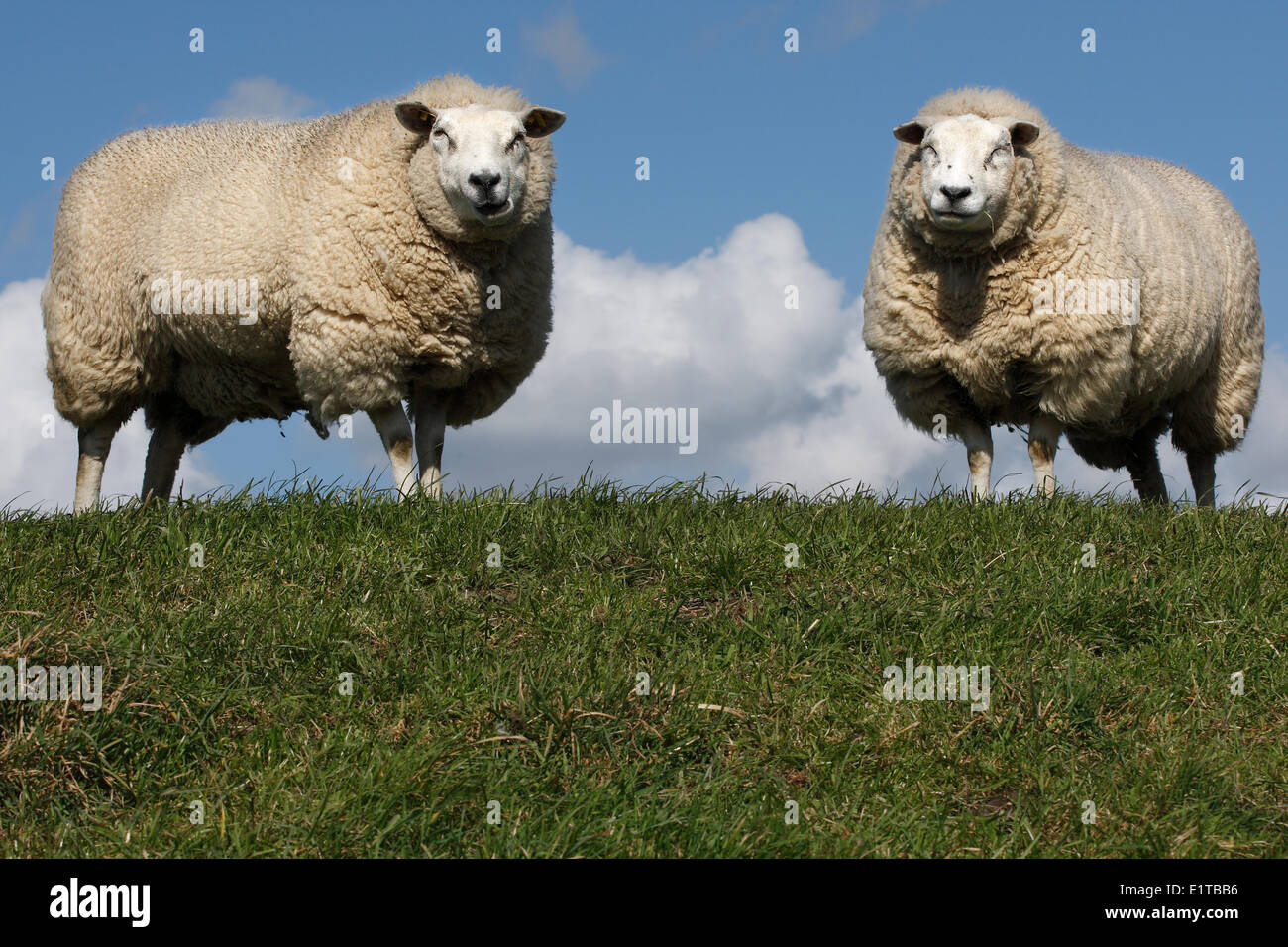 Hausschafe (Ovis Aries) im Polder am Deich, Belgien Stockfoto