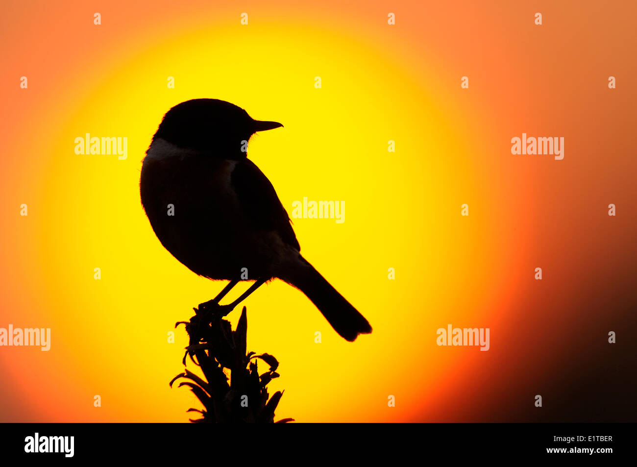 Silhouette der ein Schwarzkehlchen gegen eine untergehende Sonne Stockfoto