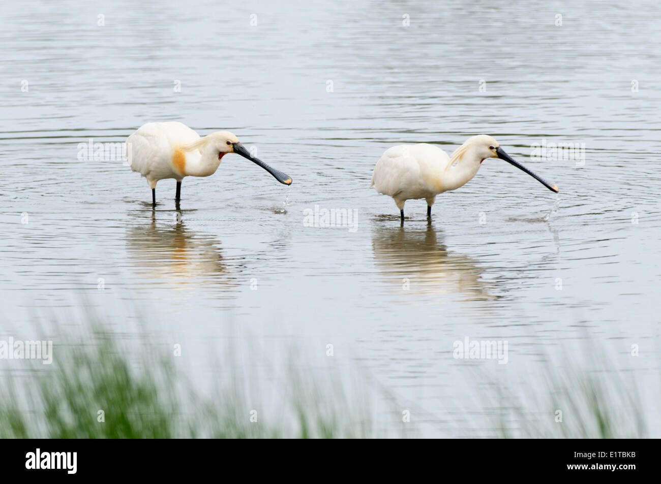 Zwei eurasische Löffler Stockfoto