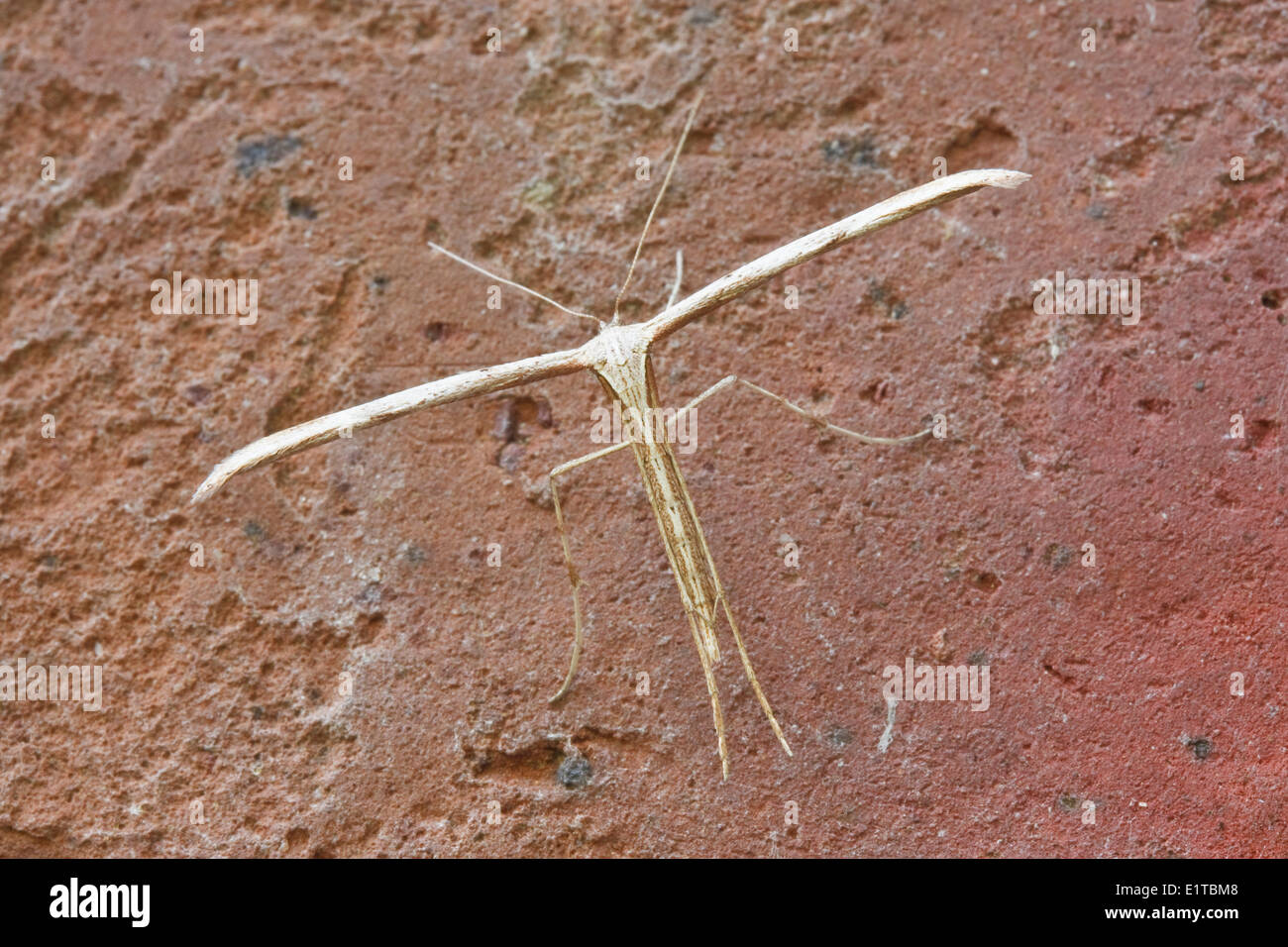 Die gemeinsame Plume Motte Emmelina Monodactyla hat einen charakteristischen T-Form im Rest. Stockfoto
