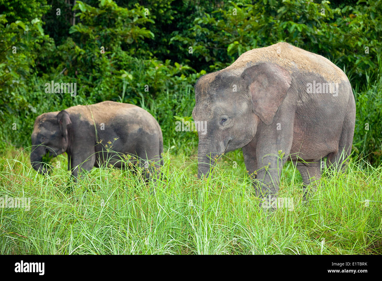 Foto eines asiatischen Elefanten essen Grasgrün Stockfoto