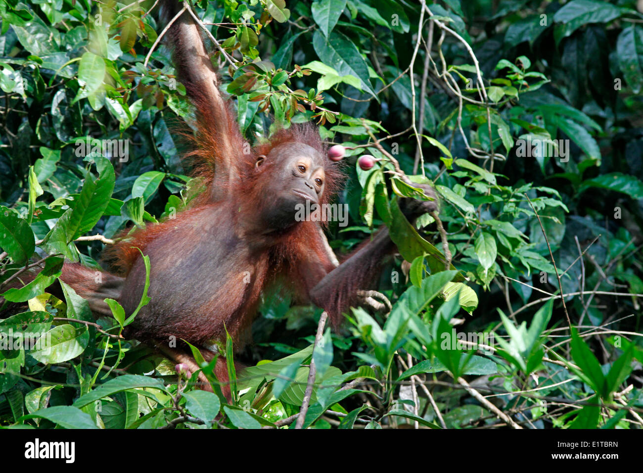 Foto von einer jungen Orang-Utan Klettern zwischen den Bäumen zu sammeln und Essen von Blumenzwiebeln Stockfoto