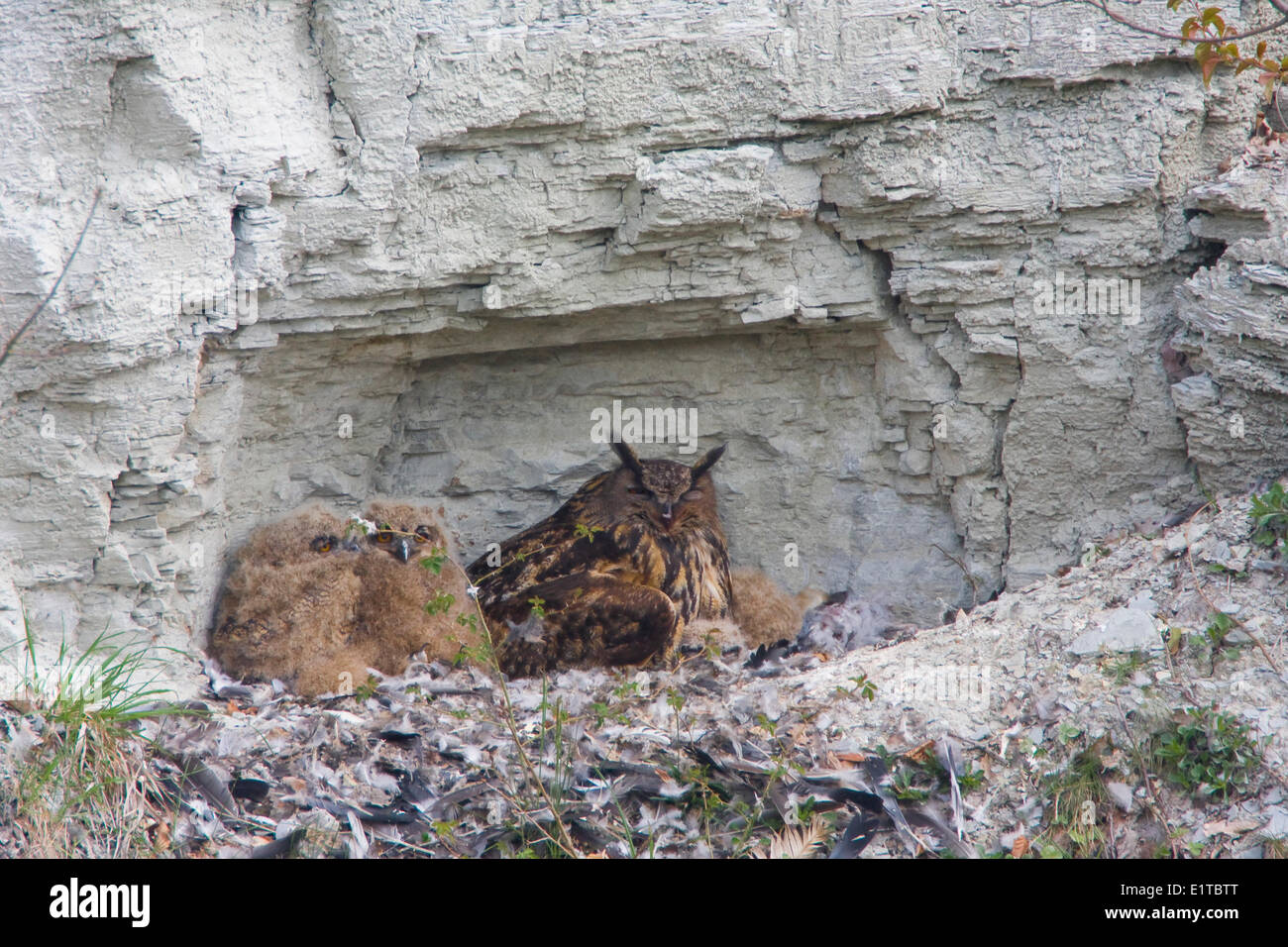 Zucht-Uhu am Nest in Kalk-Steinbruch Stockfoto