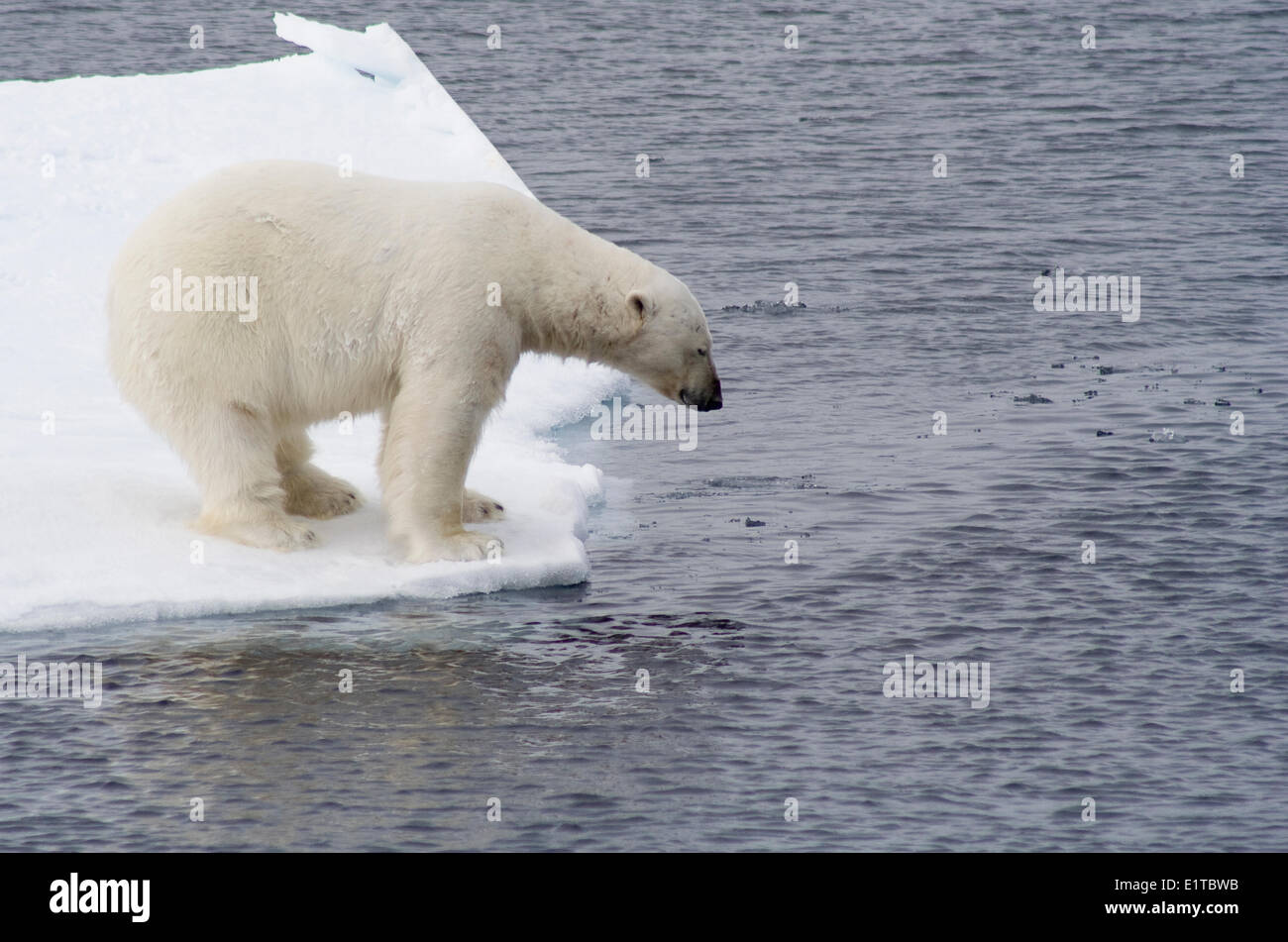 Ein Eisbär blickt auf die schwindende Eis Stockfoto