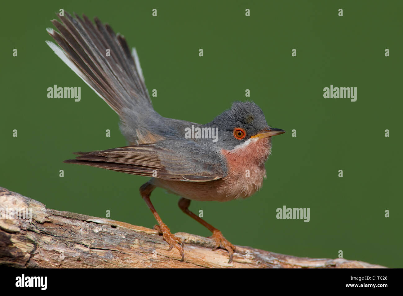 Moltoni die Warbler Stockfoto