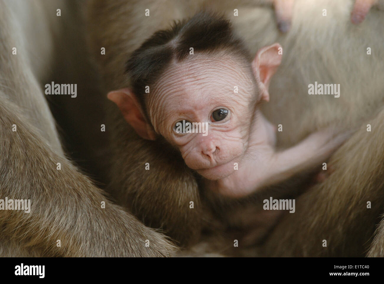 Baby-Bonnets Makaken Stockfoto