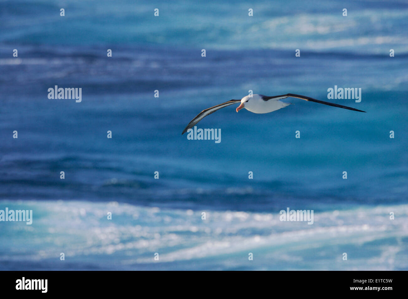 Black-browed Albatros im Flug über einen tiefblauen Ozean; Stockfoto