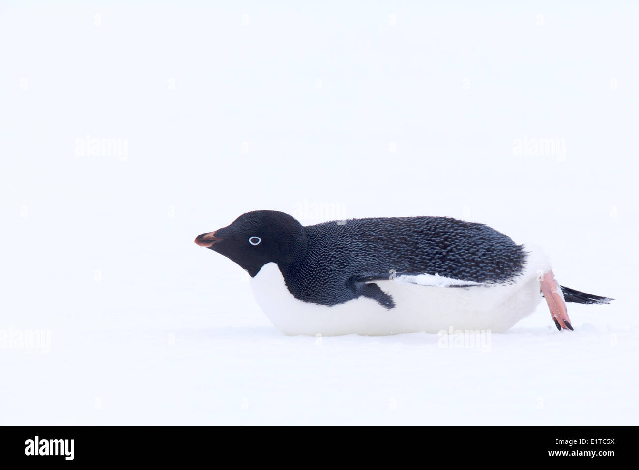 Adelie Penguin voran auf Bauch Stockfoto