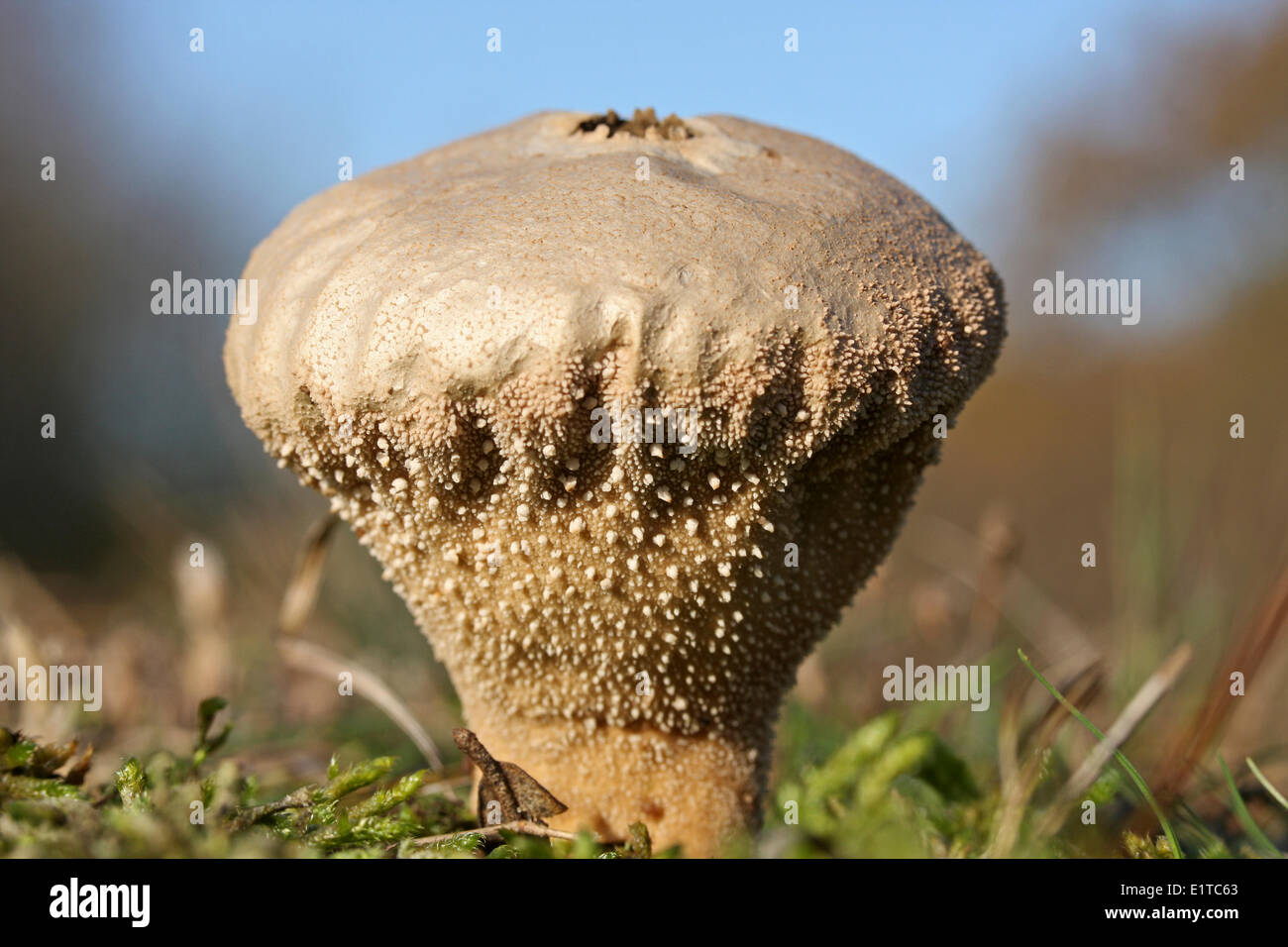 Seitenansicht des Stößel-förmigen Puffball in mossfield Stockfoto