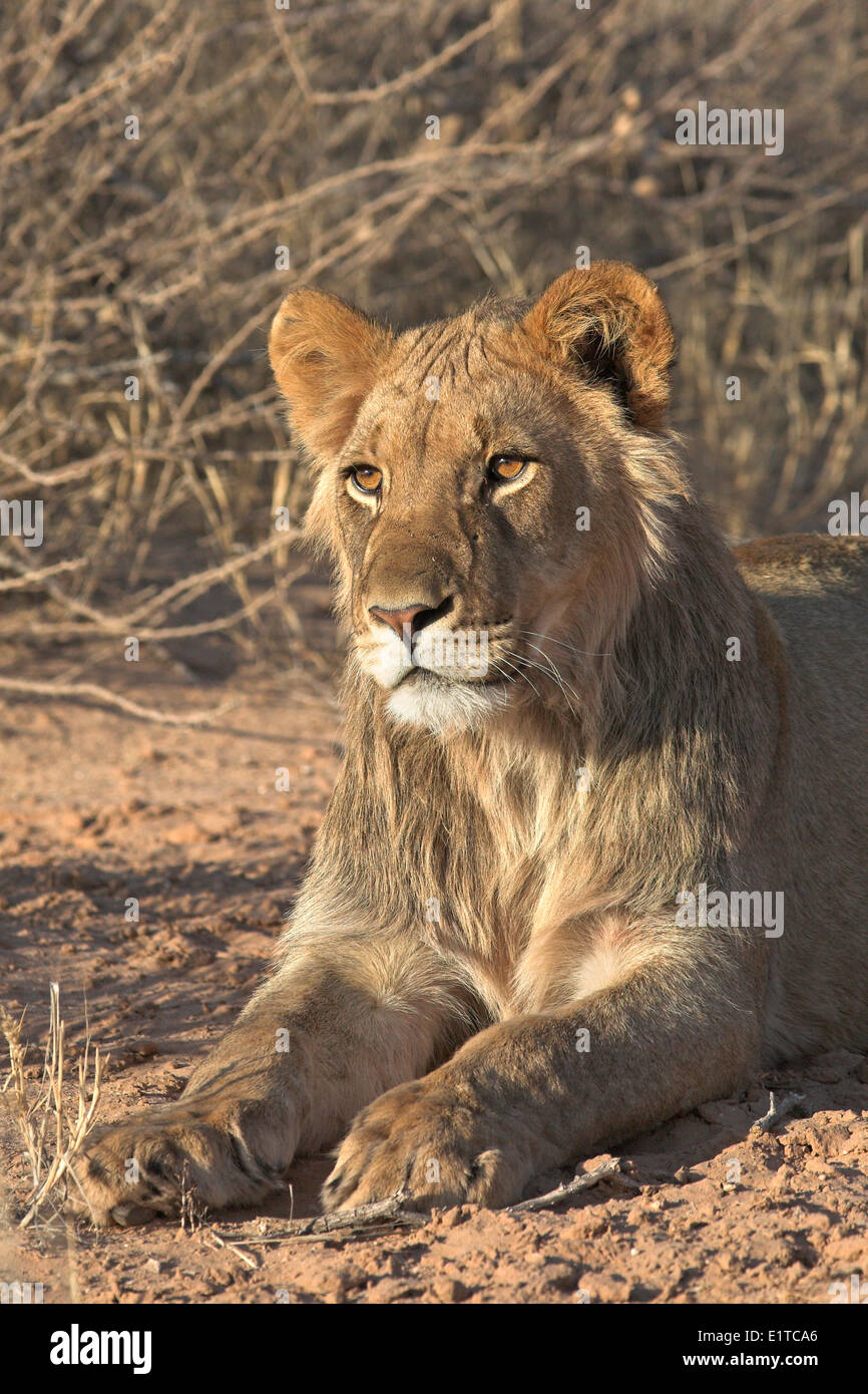 Foto von einem jungen männlichen Löwen in gelben Grases Stockfoto